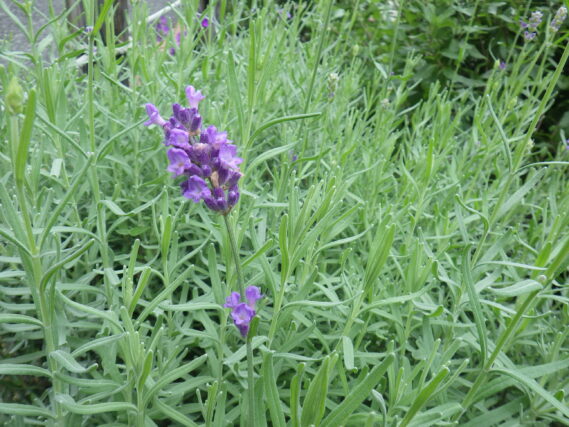 ラベンダーの花が咲いた様子