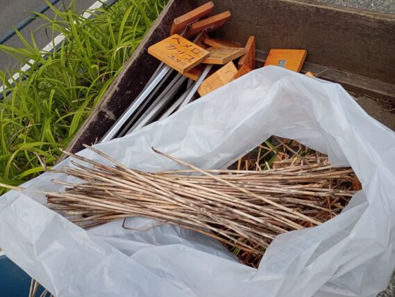 「今週もたくさんのボランティア活動がありました」の画像