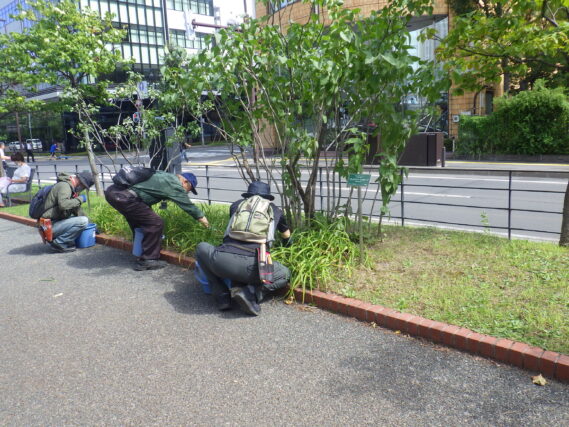 9月10日にヘメロカリス花壇の除草をする植物ボランティア