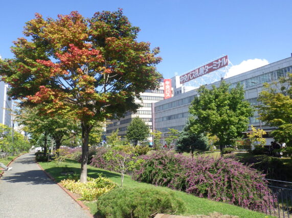 「ハギの花情報」の画像