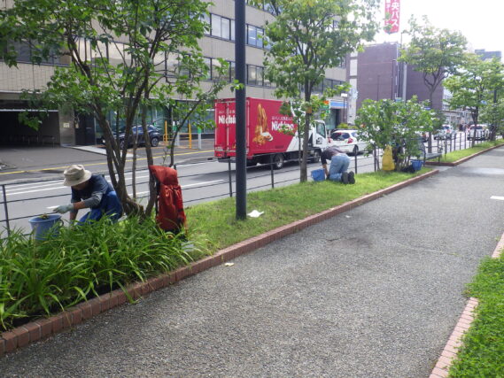 9月6日金曜日に芝生の除草をする除草ボランティア