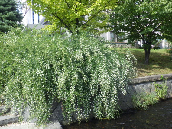 南4条のハギの様子