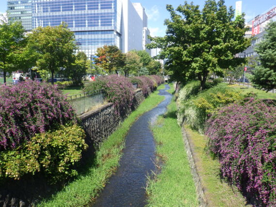 9月19日のハギの様子