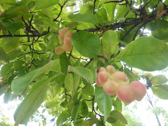 キタコブシの実