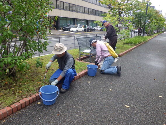 芝生地のブタナなdポの除草をする除草ボランティア