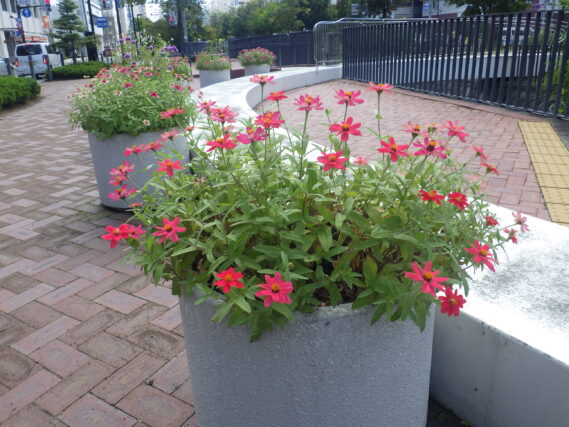 まんなか広場のコンテナ花壇