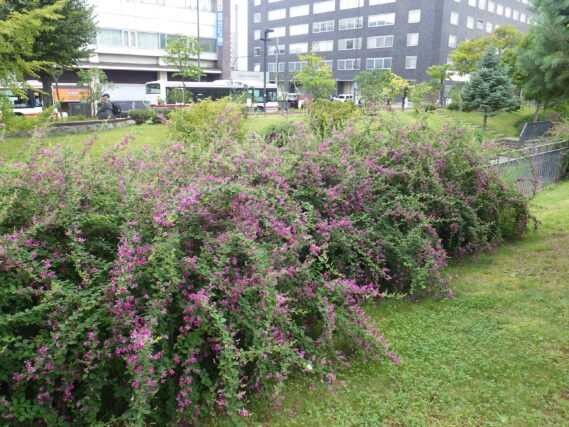 9月13日の北1条のハギの様子