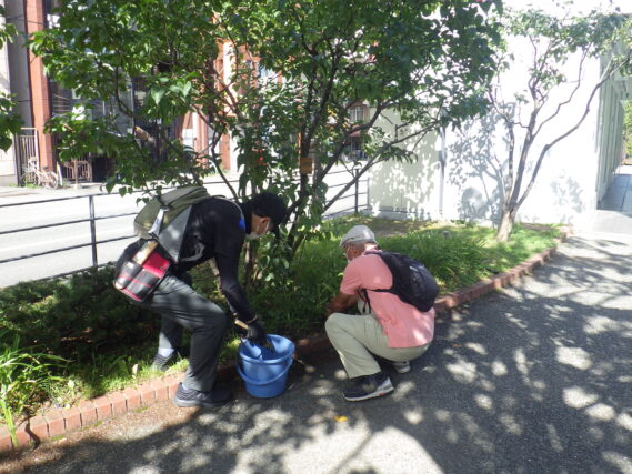 ライラックの株元除草をする植物ボランティアの様子