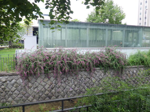 9月13日の北2条のハギの様子