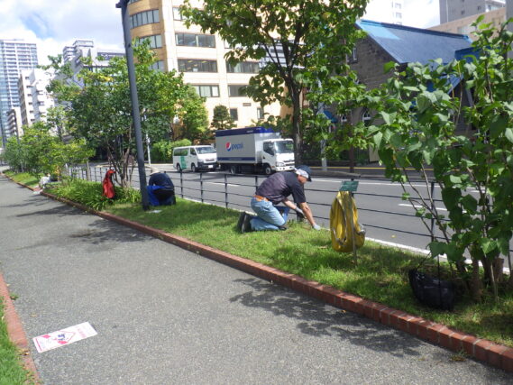 9月6日金曜日に芝生の除草をする除草ボランティア