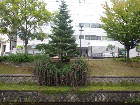 9月13日の南1条のハギの様子