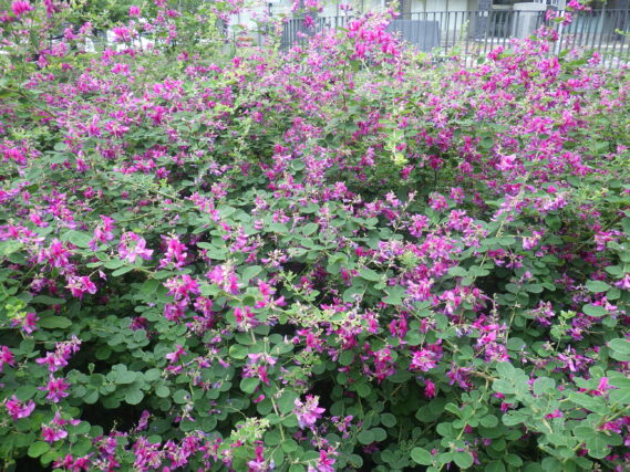 「ハギの季節がやってきました」の画像