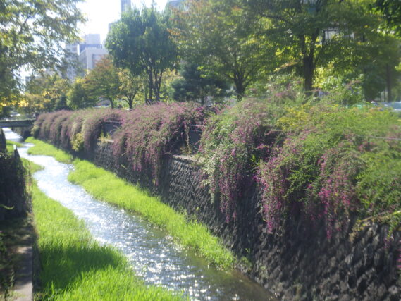 北1条のハギの様子