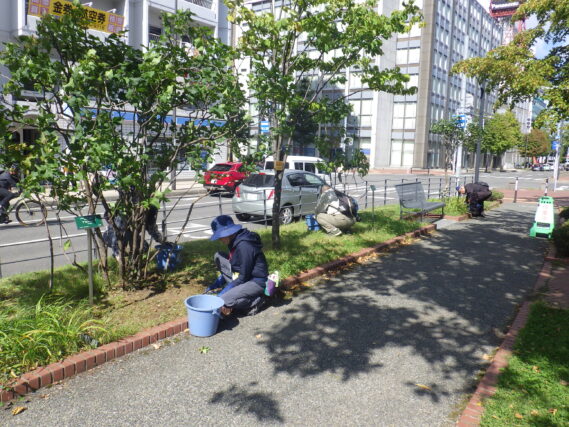 ライラックの株元除草をする植物ボランティアの様子