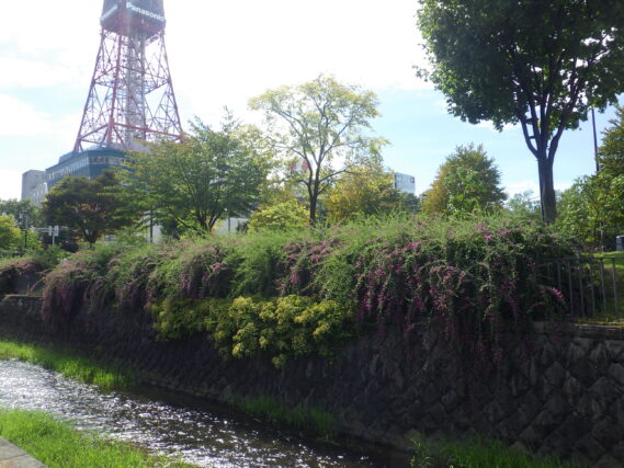 9月13日の北1条のハギの様子