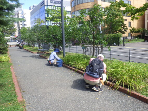 9月10日にヘメロカリス花壇の除草をする植物ボランティア