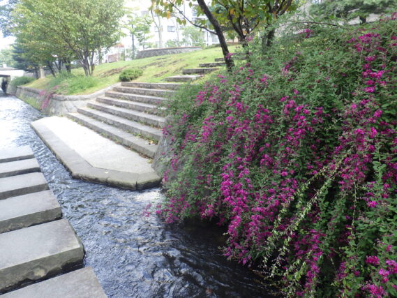 南4条のハギの様子