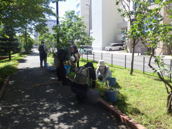 9月3日にヘメロカリス花壇の除草をする植物ボランティア