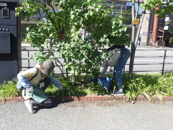 ライラックの株元除草をする植物ボランティアの様子