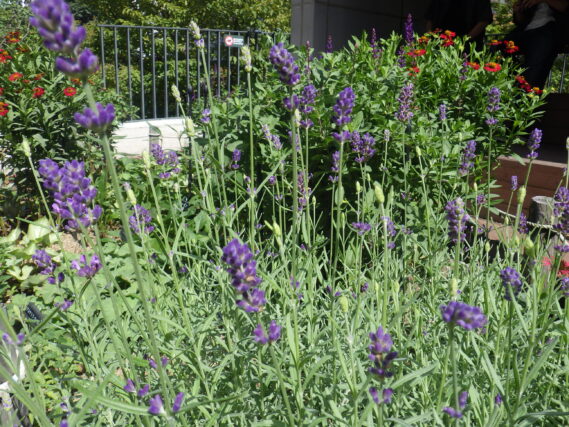 花壇のラベンダーが咲いている様子