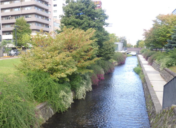 南2条のハギの様子