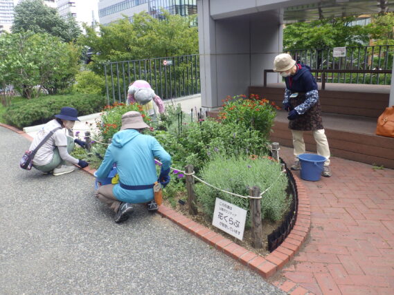 9月5日木曜日に花壇のお手入れをする花くらぶ
