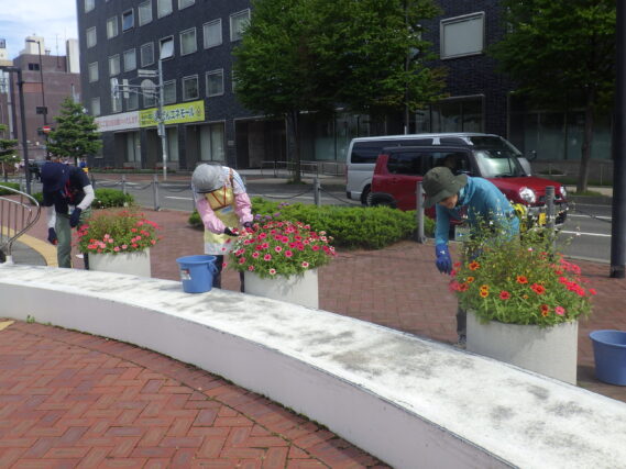 9月12日にコンテナ花壇のお手入れをする花くらぶ