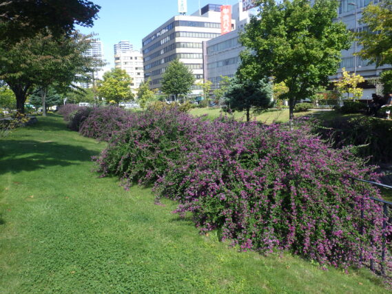 北1条のハギの様子