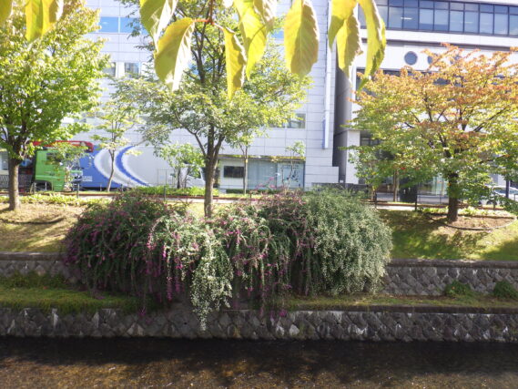 南1条のハギの様子