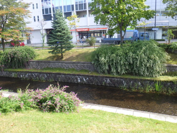 南1条のハギの様子