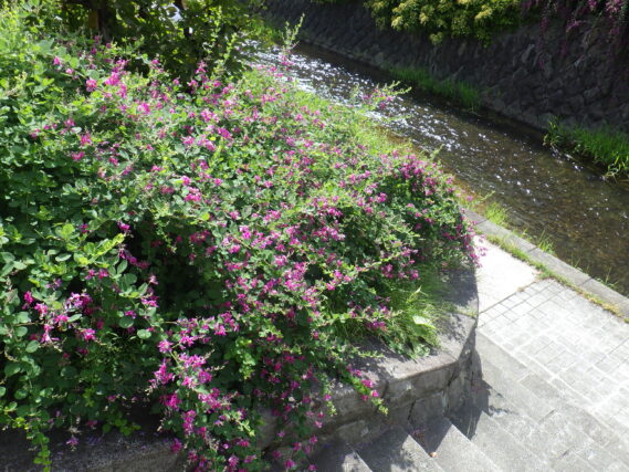 9月13日の北1条のハギの様子