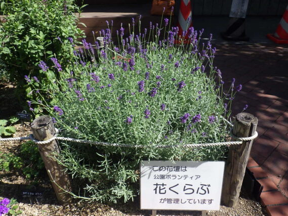 9月26日の花壇のラベンダーの様子