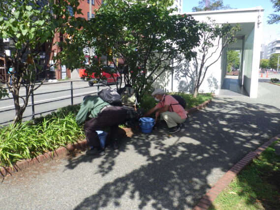 ライラックの株元除草をする植物ボランティアの様子