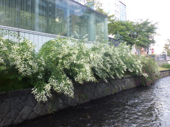 南4条のハギの様子