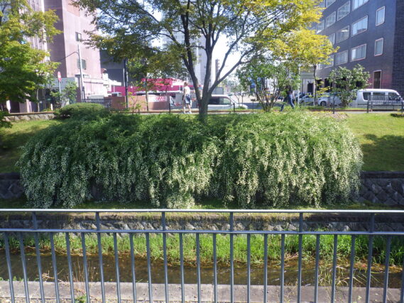 北1条のハギの様子