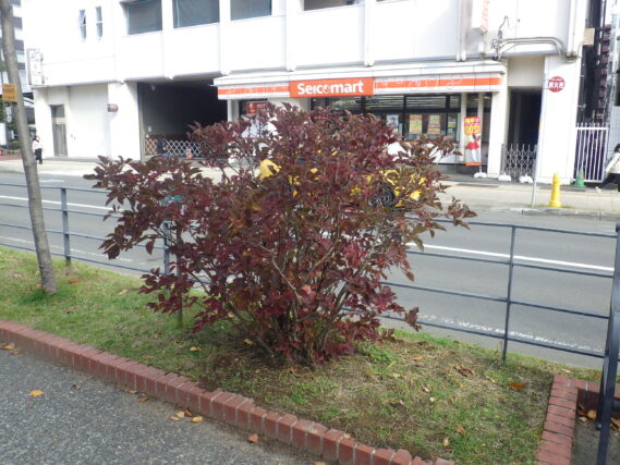 紅葉したライラック「ミスキム」の10月22日の様子