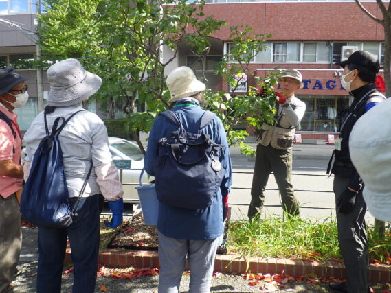 笠先生にライラックの秋剪定の指導を受ける植物ボランティア