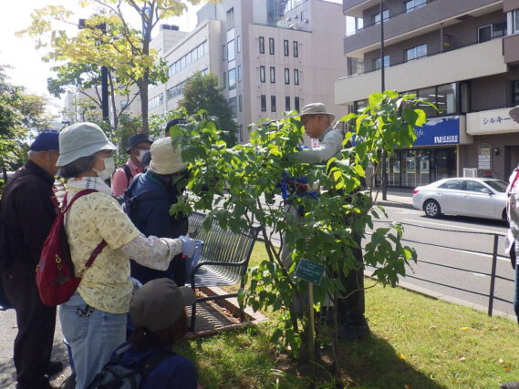 笠先生にライラックの秋剪定の指導を受ける植物ボランティア