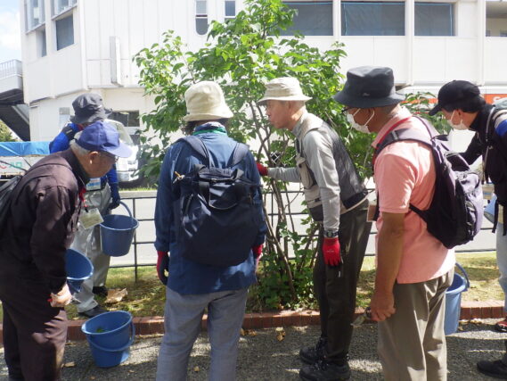 笠先生にライラックの秋剪定の指導を受ける植物ボランティア