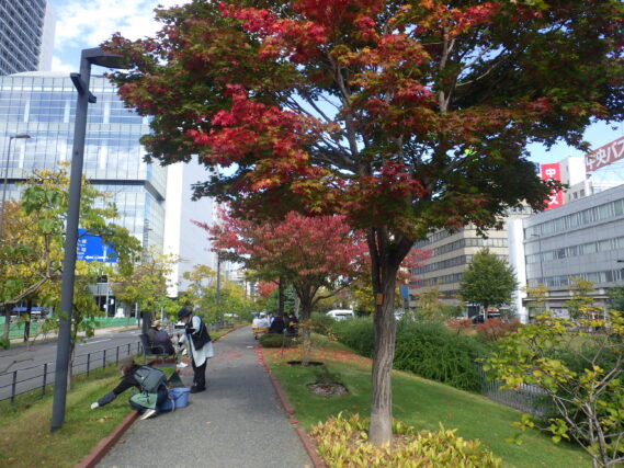 ヘメロカリスの刈込み作業をする植物ボランティア