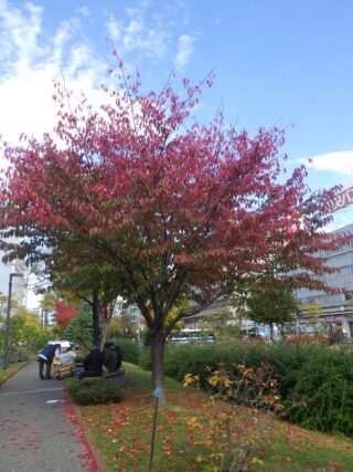 10月15日の北1条のエゾヤマザクラの様子