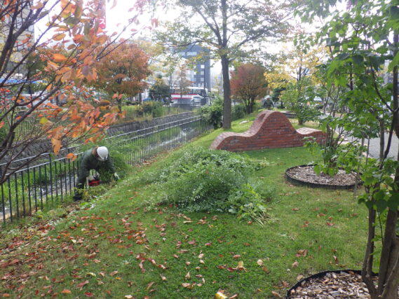 北2条でハギの刈取り作業を行う作業員