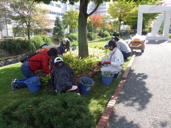スズランの刈込み作業をするお助け隊