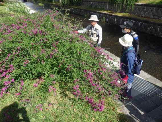 笠先生のハギの説明を聞く植物ボランティア