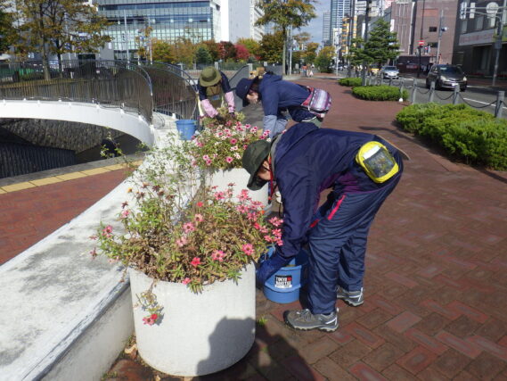 まんなか広場コンテナ花壇の花抜きと片付けをする花くらぶ