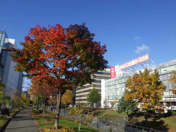 北1条ヤマモミジの紅葉の10月24日の様子