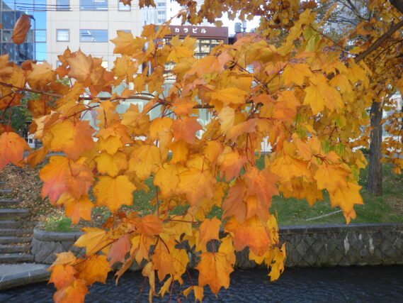 イタヤカエデの黄葉した葉の10月24日の様子