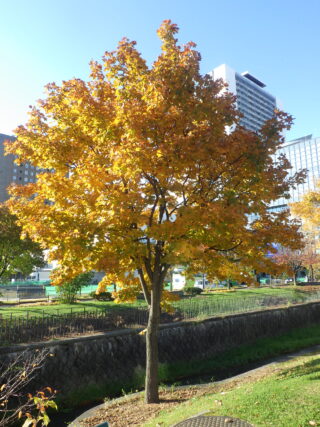 北1条イタヤカエデの黄葉の10月24日の様子