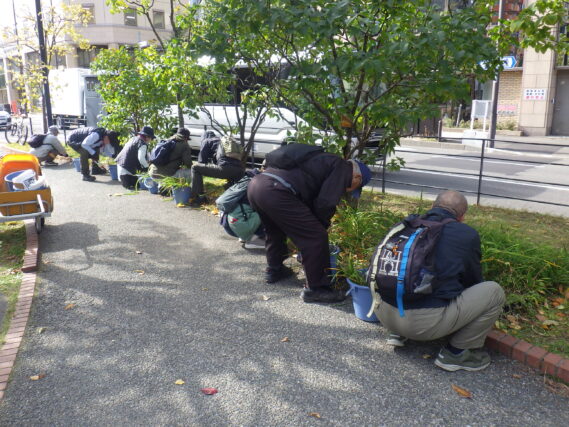 ヘメロカリスの刈込み作業をする植物ボランティア