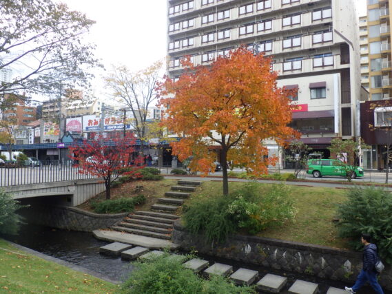 南3条イタヤカエデの黄葉の10月22日の様子